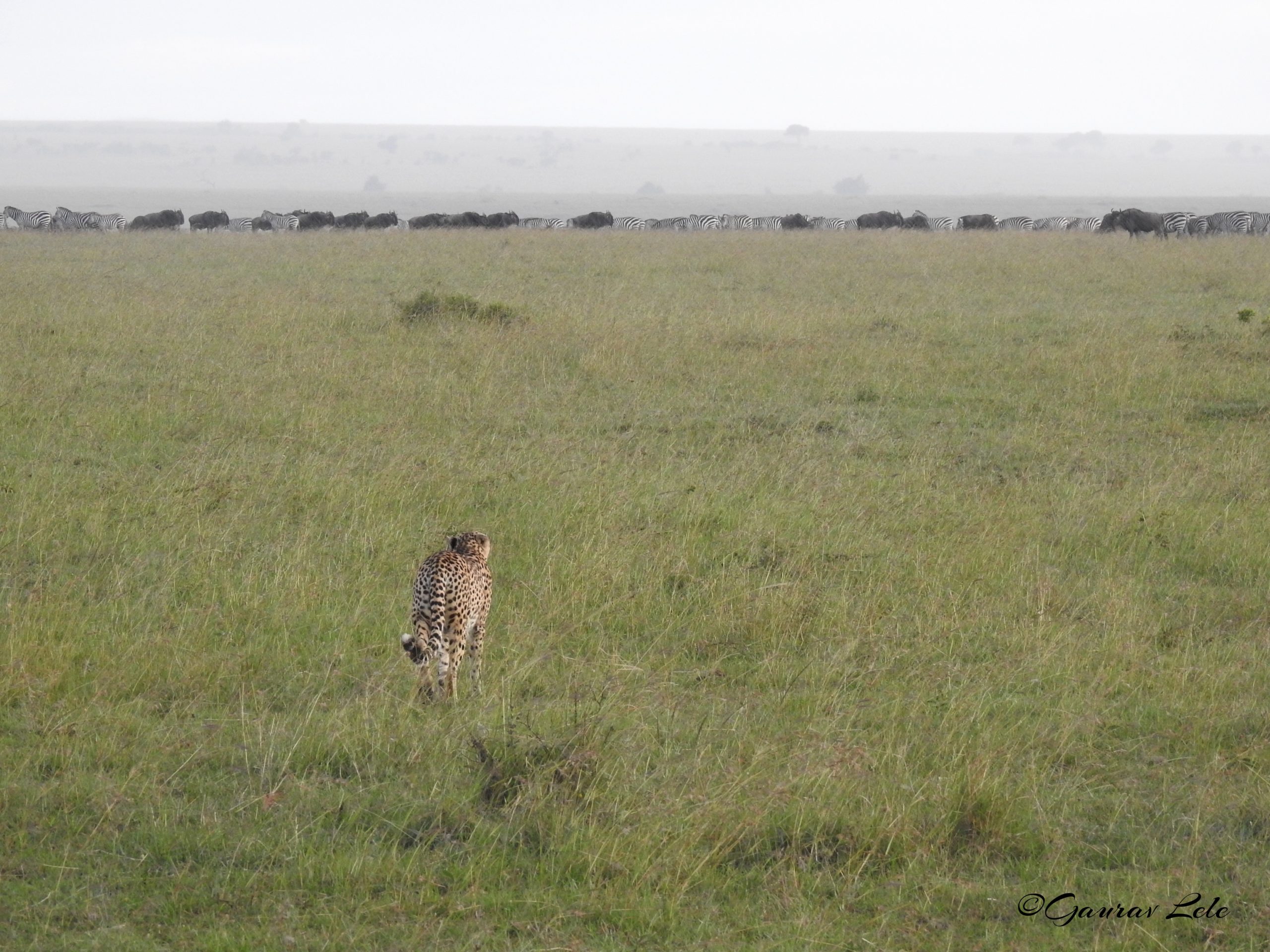 An evening to remember - the chase, the hunt, the theft, and the meal